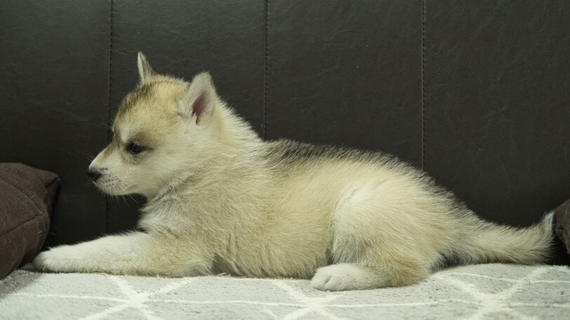 シベリアンハスキー子犬の写真No.202402283左側面4月12日現在