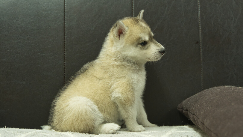 シベリアンハスキー子犬の写真No.202402284右側面4月12日現在