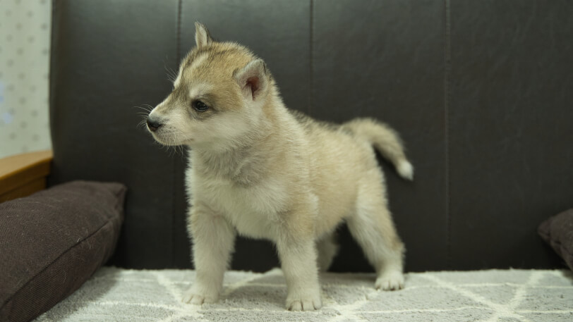 シベリアンハスキー子犬の写真No.202402284-4　4月12日現在