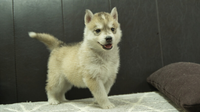 シベリアンハスキー子犬の写真No.202402284-5　4月12日現在