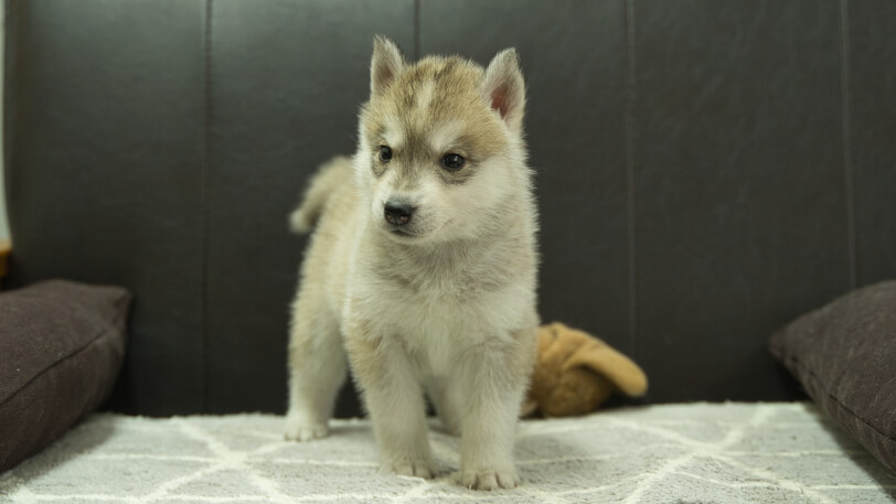 シベリアンハスキー子犬の写真No.202402284正面4月12日現在