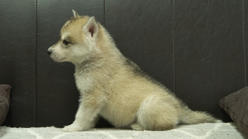 シベリアンハスキー子犬の写真No.202402284左側面4月12日現在