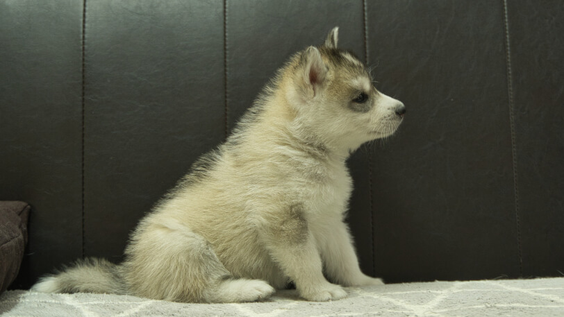 シベリアンハスキー子犬の写真No.202402285右側面4月12日現在