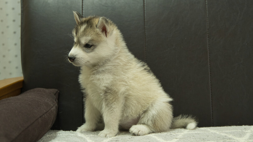 シベリアンハスキー子犬の写真No.202402285-4　4月12日現在