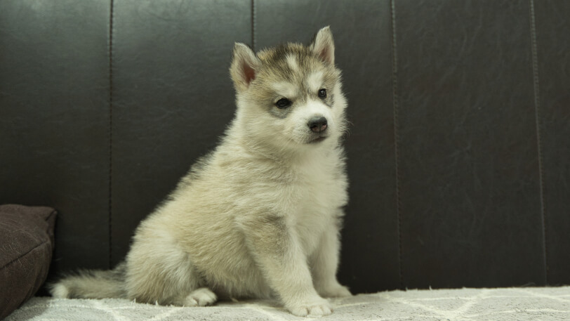 シベリアンハスキー子犬の写真No.202402285-5　4月12日現在