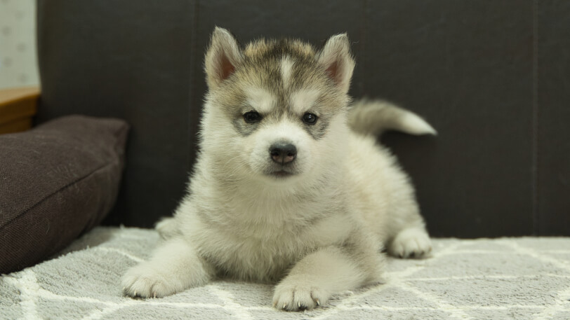 シベリアンハスキー子犬の写真No.202402285正面4月12日現在
