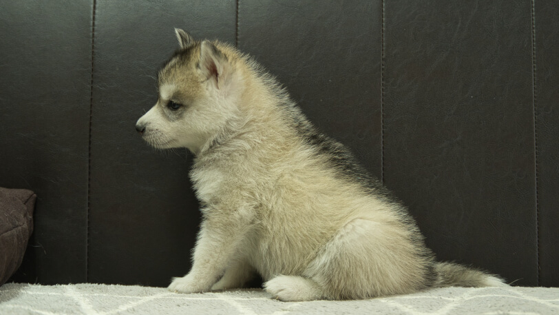 シベリアンハスキー子犬の写真No.202402285左側面4月12日現在