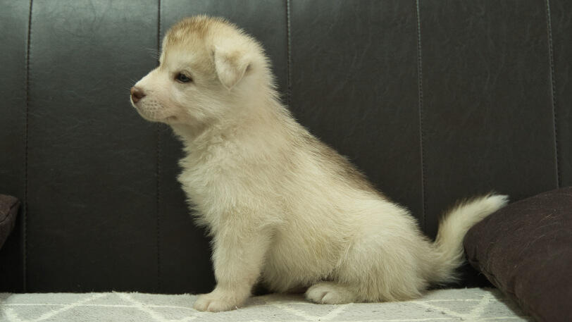 シベリアンハスキー子犬の写真No.202402241左側面4月12日現在