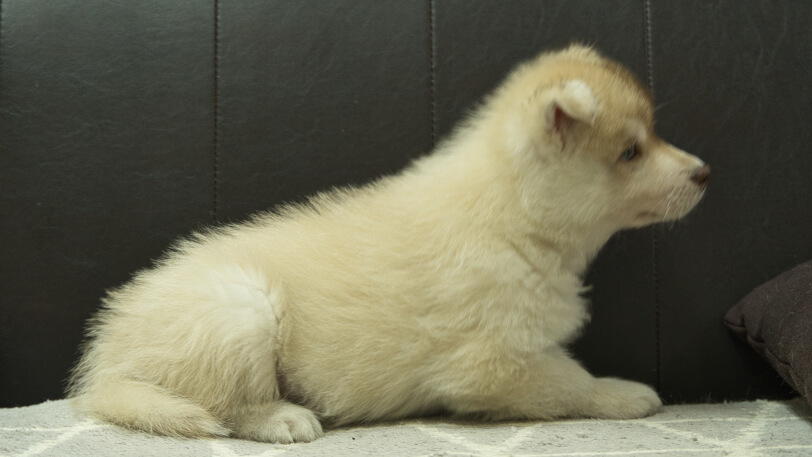 シベリアンハスキー子犬の写真No.202402242右側面4月12日現在