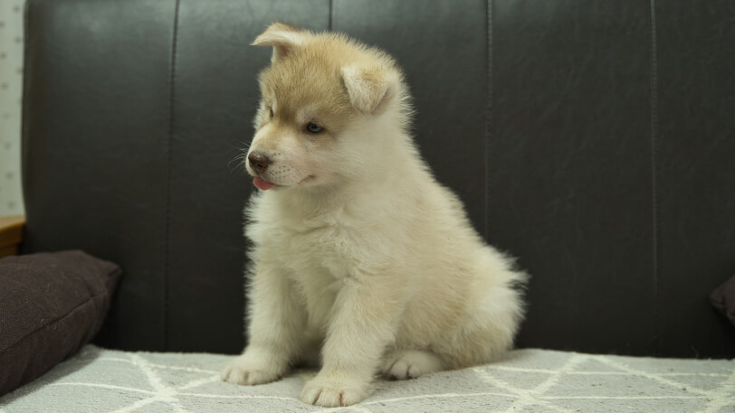シベリアンハスキー子犬の写真No.202402242-4　4月12日現在
