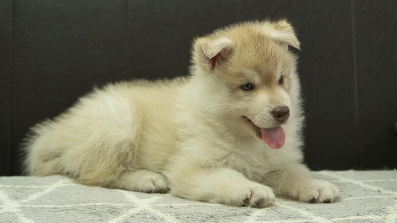 シベリアンハスキー子犬の写真No.202402242-5　4月12日現在