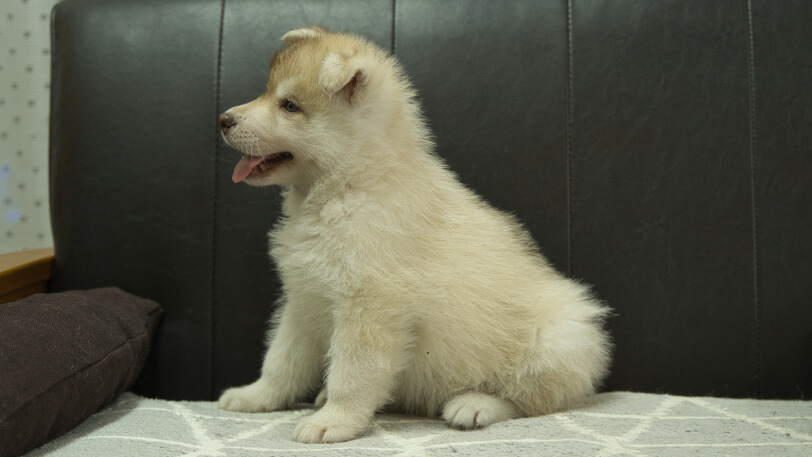 シベリアンハスキー子犬の写真No.202402242左側面4月12日現在