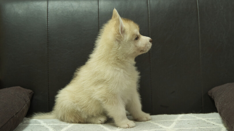 シベリアンハスキー子犬の写真No.202402244右側面4月12日現在