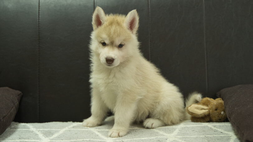 シベリアンハスキー子犬の写真No.202402244-4　4月12日現在
