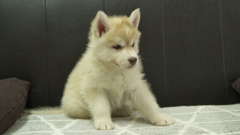 シベリアンハスキー子犬の写真No.202402244-5　4月12日現在