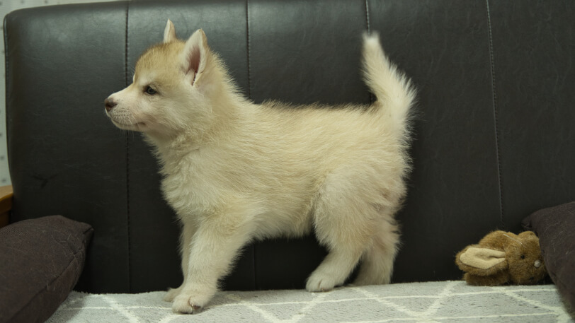 シベリアンハスキー子犬の写真No.202402244左側面4月12日現在