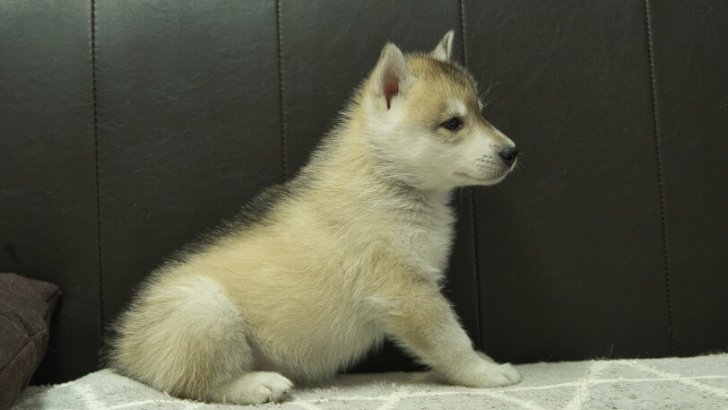 シベリアンハスキー子犬の写真No.202402282右側面4月12日現在