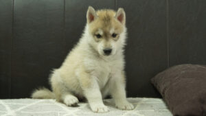 シベリアンハスキー子犬の写真No.202402282正面4月12日現在