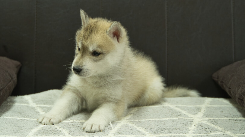 シベリアンハスキー子犬の写真No.202402282-4　4月12日現在