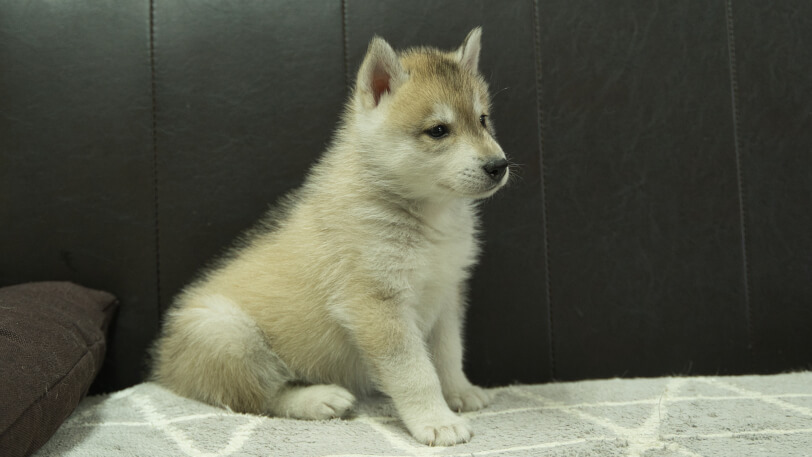 シベリアンハスキー子犬の写真No.202402282-5　4月12日現在