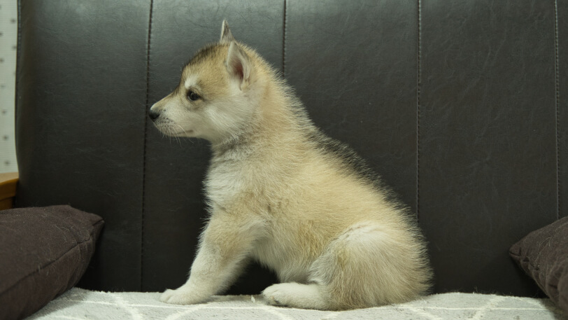 シベリアンハスキー子犬の写真No.202402282左側面4月12日現在