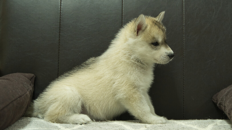 シベリアンハスキー子犬の写真No.202402283右側面4月12日現在