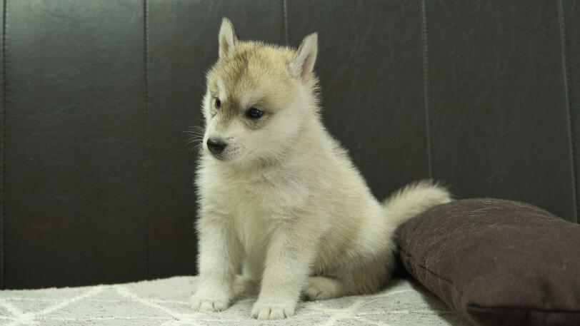 シベリアンハスキー子犬の写真No.202402283-4　4月12日現在