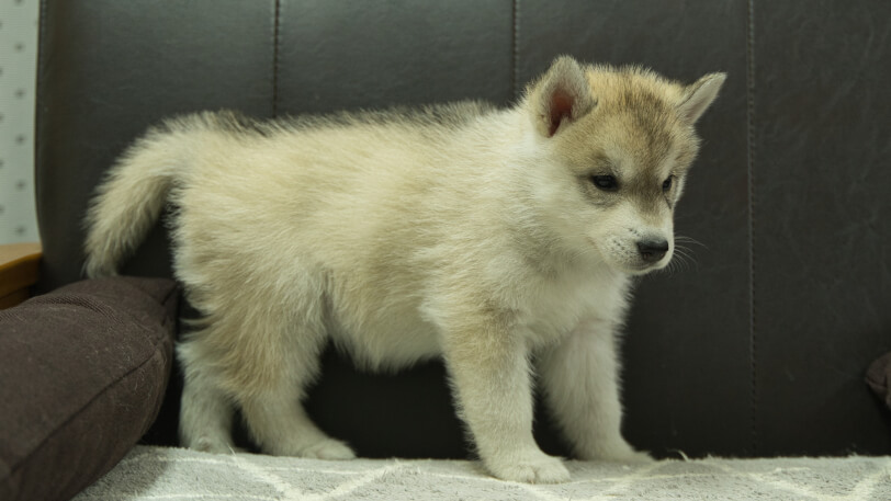 シベリアンハスキー子犬の写真No.202402283-5　4月12日現在