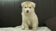 シベリアンハスキー子犬の写真No.202402241正面4月12日現在