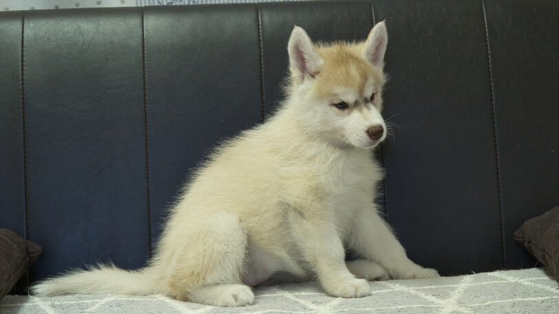シベリアンハスキー子犬の写真No.202402244右側面4月25日現在