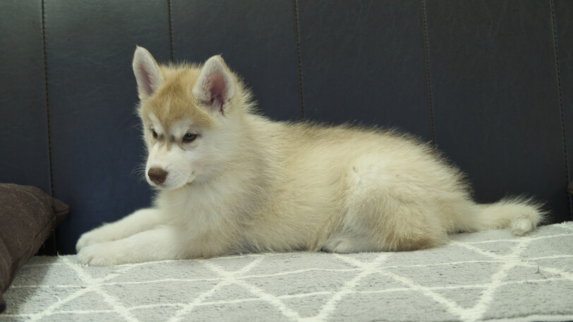 シベリアンハスキー子犬の写真No.202402244-4　4月25日現在