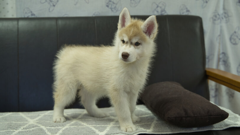 シベリアンハスキー子犬の写真No.202402244-5　4月25日現在