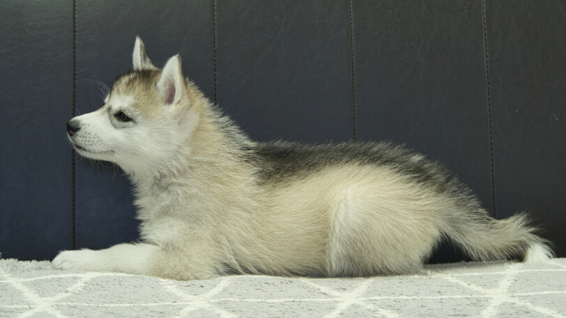 シベリアンハスキー子犬の写真No.202402285左側面4月25日現在