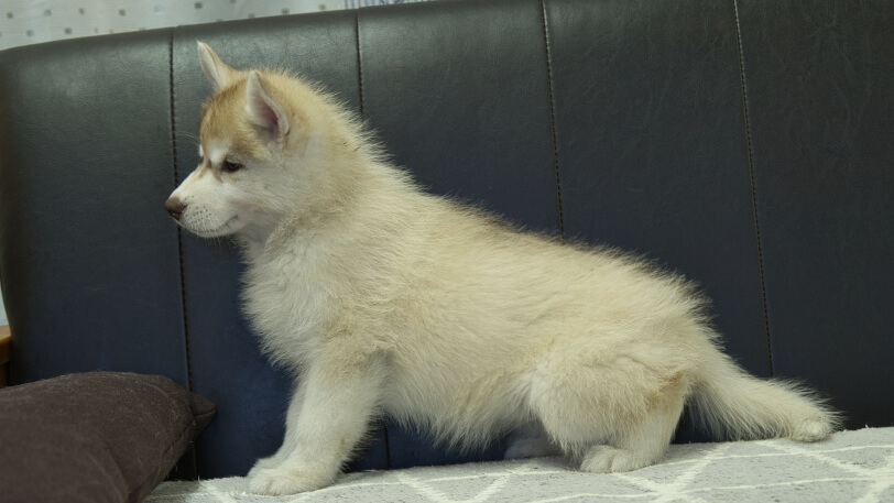 シベリアンハスキー子犬の写真No.202402244左側面4月25日現在