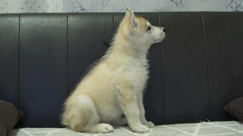 シベリアンハスキー子犬の写真No.202402282右側面4月25日現在