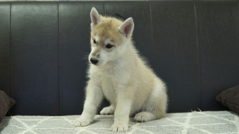 シベリアンハスキー子犬の写真No.202402282-4　4月25日現在