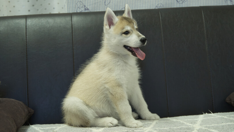 シベリアンハスキー子犬の写真No.202402282-5　4月25日現在