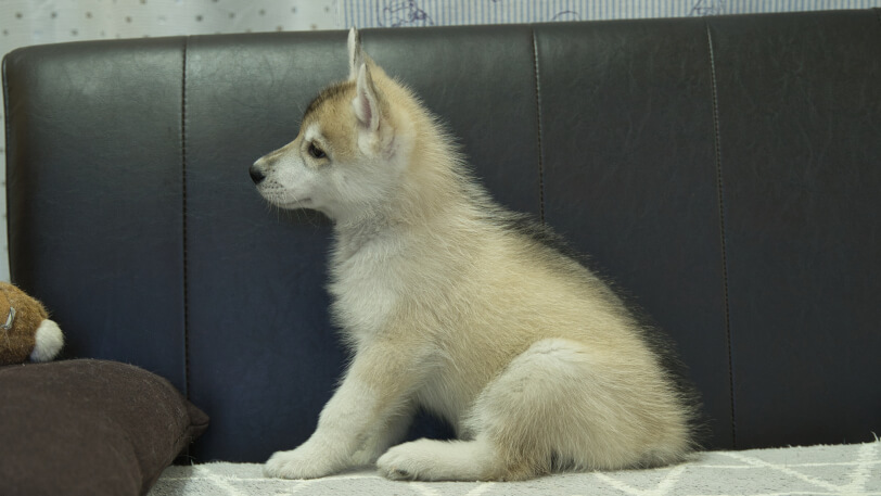 シベリアンハスキー子犬の写真No.202402282左側面4月25日現在