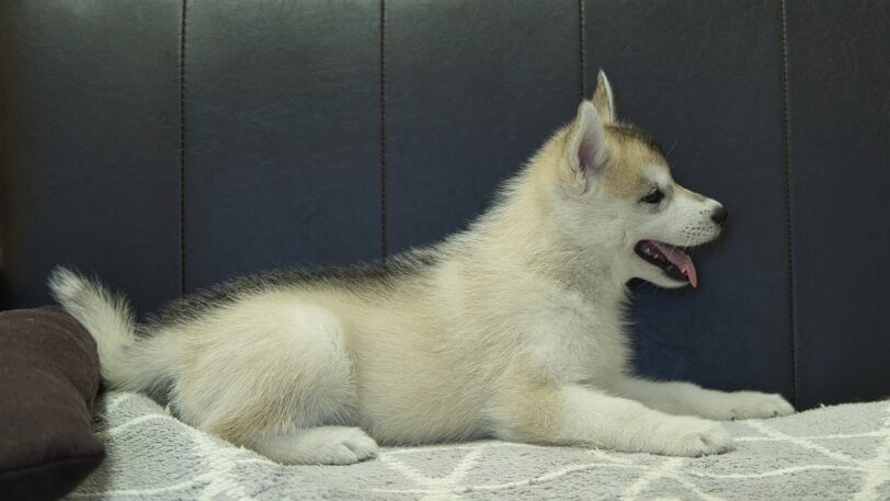シベリアンハスキー子犬の写真No.202402283右側面4月25日現在