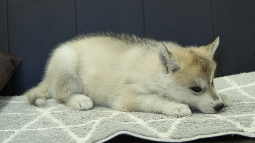 シベリアンハスキー子犬の写真No.202402283-5　4月25日現在