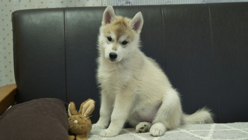 シベリアンハスキー子犬の写真No.202402283正面4月25日現在