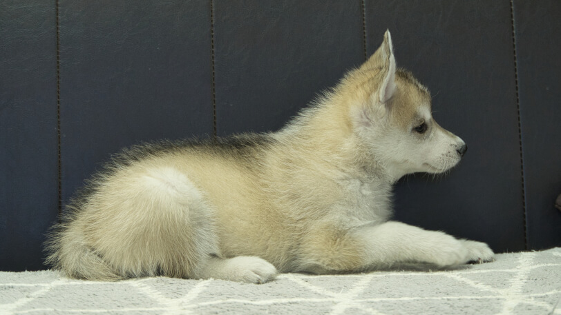 シベリアンハスキー子犬の写真No.202402284右側面4月25日現在