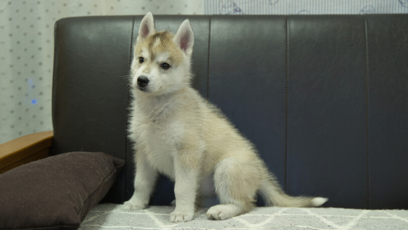 シベリアンハスキー子犬の写真No.202402284-4　4月25日現在