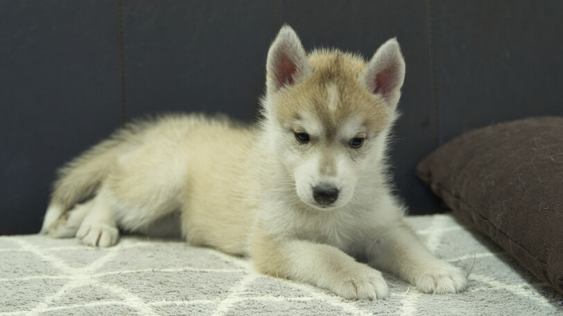 シベリアンハスキー子犬の写真No.202402284-5　4月25日現在