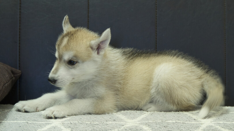 シベリアンハスキー子犬の写真No.202402284左側面4月25日現在