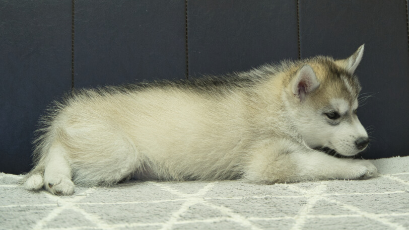 シベリアンハスキー子犬の写真No.202402285右側面4月25日現在