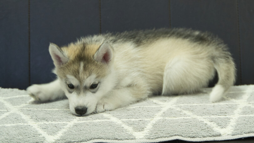 シベリアンハスキー子犬の写真No.202402285-4　4月25日現在