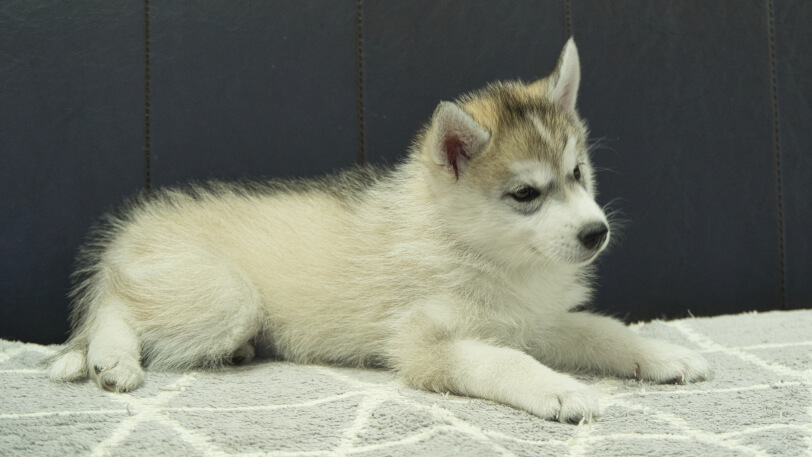 シベリアンハスキー子犬の写真No.202402285-5　4月25日現在