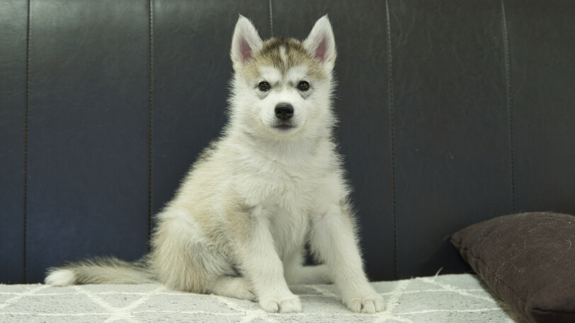 シベリアンハスキー子犬の写真No.202402285正面4月25日現在