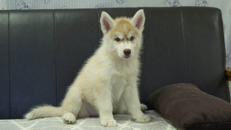 シベリアンハスキー子犬の写真No.202402244正面4月25日現在